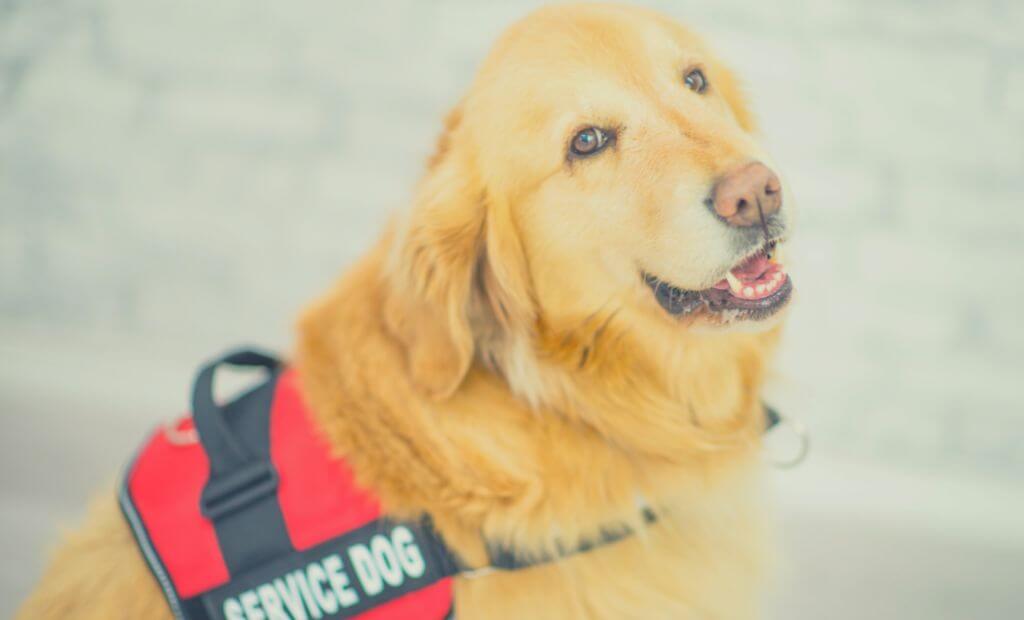 Get a Service Canine for Anxiousness [2025 Update]