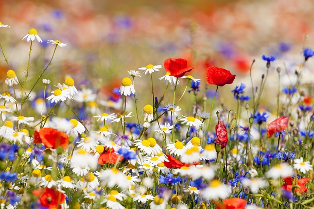 100 Quick Spring Captions for a Constructive, Motivated and Enjoyable Season
