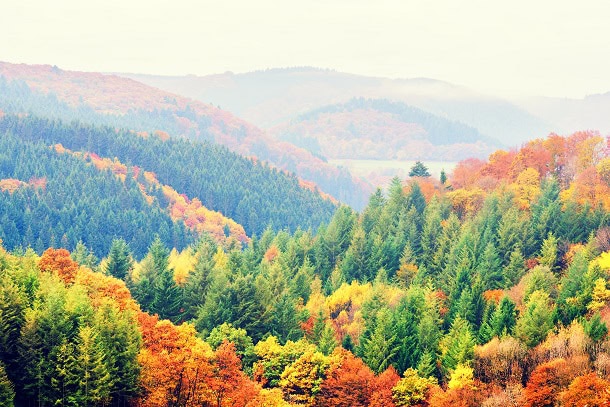 101 Inspirational Fall Quotes for a Optimistic, Motivated and Glad Autumn Season